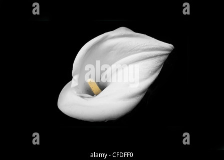 Calla Lily sur fond noir Banque D'Images