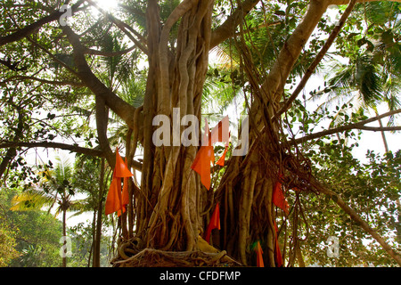 Big Banyan Tree avec des drapeaux en Inde, Goa Banque D'Images