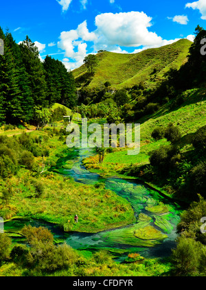 Pêche à la mouche, l'homme du fleuve Waihou, Spring Creek, île du Nord Nouvelle-zélande Banque D'Images