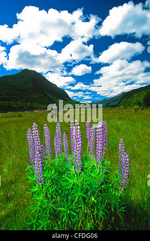 Homme marchant à travers prairie avec Lupin, près de la rivière Eglinton, Spring Creek, South Island, New Zealand Banque D'Images