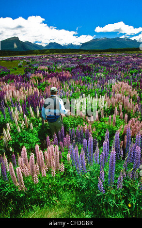 Homme marchant à travers prairie de lupins, près de la rivière Eglinton, Spring Creek, South Island, New Zealand Banque D'Images