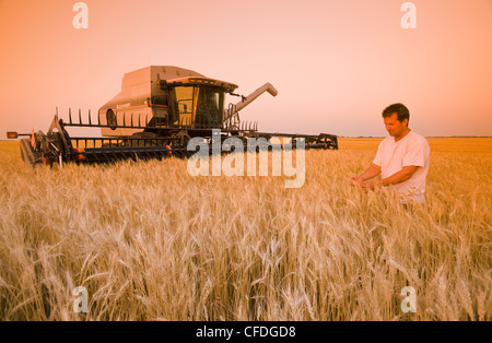 Un agriculteur de dans un champ de blé mûr au coucher du soleil avec sa moissonneuse-batteuse, dans le fond, près de Lorette, Manitoba, Canada Banque D'Images