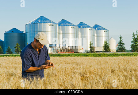 Un agriculteur examine son blé à maturité, les cellules à grains(silos) dans l'arrière-plan, Lorette, Manitoba, Canada Banque D'Images