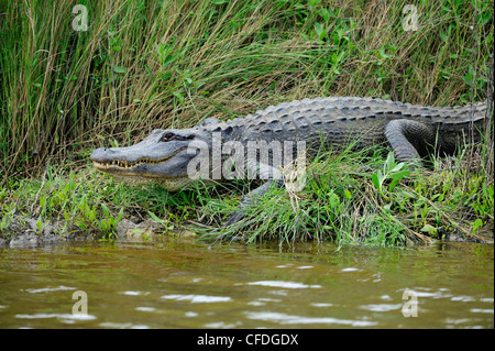 En Alligator Brazos Bend State Park, Texas, United States of America Banque D'Images