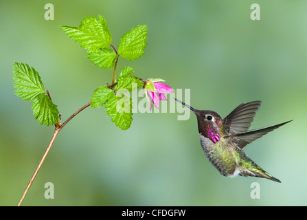 Anna's Hummingbird (Calypte anna) à fleur, Victoria, Colombie-Britannique, Canada Banque D'Images