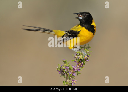 L'Audubon mâle Oriole Icterus graduacauda) (sur la perche à Santa Clara Ranch, South Texas, États-Unis d'Amérique Banque D'Images
