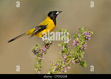 L'Audubon mâle Oriole Icterus graduacauda) (sur la perche à Santa Clara Ranch, South Texas, États-Unis d'Amérique Banque D'Images