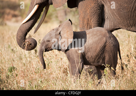 L'éléphant et le veau dans la réserve de Tarangire Tanzanie Banque D'Images