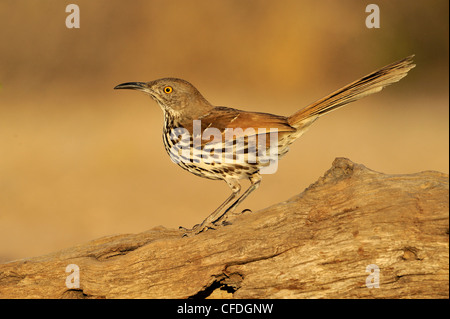 Long-billed Thrasher (Toxostoma longirostre) - Santa Clara Ranch, Texas, United States of America Banque D'Images