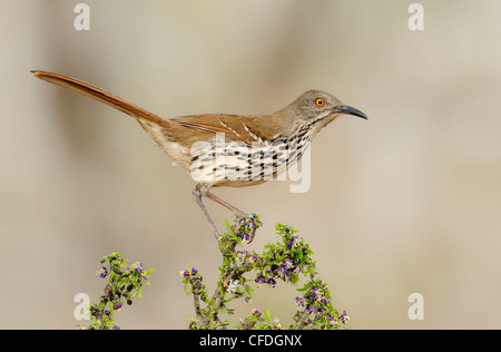 Long-billed Thrasher (Toxostoma longirostre) - Santa Clara Ranch, Texas, United States of America Banque D'Images