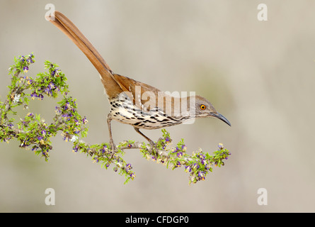 Long-billed Thrasher (Toxostoma longirostre) - Santa Clara Ranch, Texas, United States of America Banque D'Images