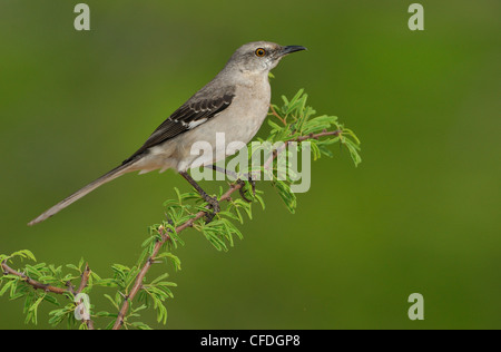 Moqueur polyglotte (Mimus polyglottos) - Santa Clara Ranch, Texas, United States of America Banque D'Images