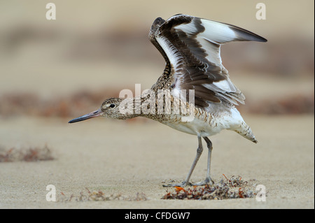 Willet (Tringa semipalmata) - South Padre Island, Texas, United States of America Banque D'Images