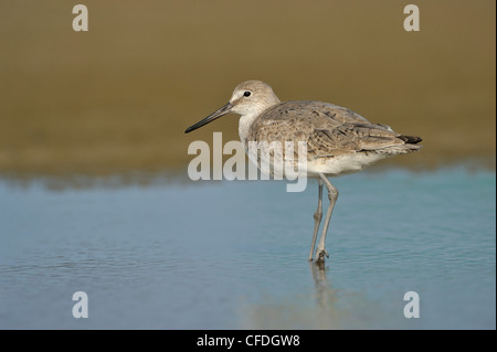 Willet (Tringa semipalmata) - South Padre Island, Texas, United States of America Banque D'Images