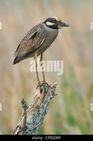 Bihoreau gris-jaune (Nyctanassa violacea) à Brazos Bend State Park, Texas, United States of America Banque D'Images