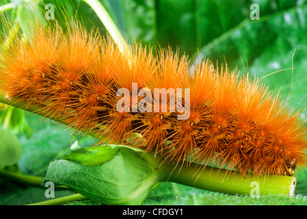 Ours laineux jaune, la larve (Diacrisia virginica), Caterpillar Banque D'Images