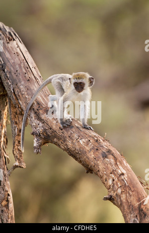 Bébé singe dans la réserve de Tarangire Tanzanie Banque D'Images