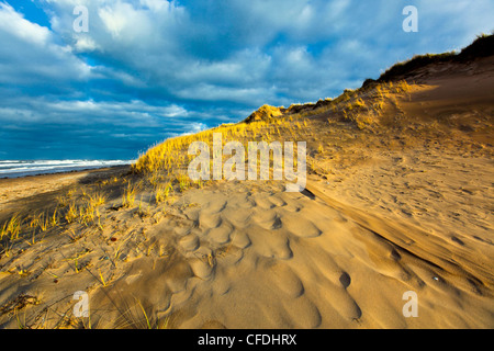 Dune de sable, la plage de Cavendish, Prince Edward Island National Park, Prince Edward Island, Canada Banque D'Images