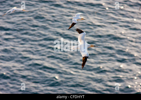 Fou de Bassan (Morus bassanus), en vol au large de réserve écologique de Cape St. Mary's, Terre-Neuve et Labrador, Canada Banque D'Images