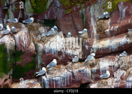 La Mouette tridactyle commun Risstridactyla Banque D'Images