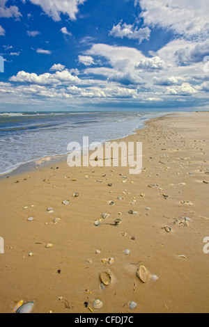 Les palourdes, les coques et les coquilles St Jacques de la baie de l'île, sur la plage, Beach State Park, New Jersey, États-Unis d'Amérique Banque D'Images