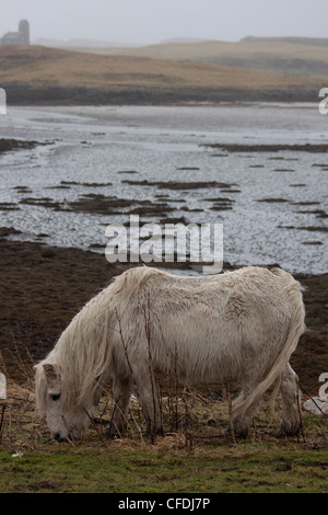 Un poney blanc sur les rives de l'île de Canna, les petites îles, l'Écosse, dans la pluie Banque D'Images