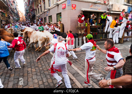 Septième Encierro (courses de taureaux), San Fermín, Pampelune, Navarre, Espagne, Europe) Banque D'Images