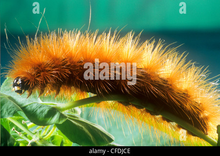 Ours laineux jaune, la larve (Diacrisia virginica), Caterpillar Banque D'Images
