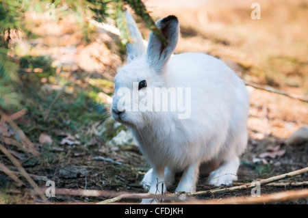 Cute Lièvre variable (Lepus timidus) lat. Banque D'Images