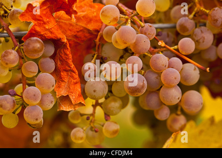 Viognier raisins sur la vigne à chasse d'automne, de l'Okanagan Valley, British Columbia, Canada. Banque D'Images