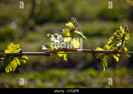 Des vignes dans le débourrement au printemps à Meyer Family Vineyards, Okanagan Falls (Colombie-Britannique), Canada. Banque D'Images