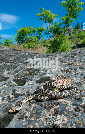 Couleuvre à nez mince (Pituophis catenifer) le pèlerin, de l'Okanagan, le sud de la Colombie-Britannique, Canada Banque D'Images