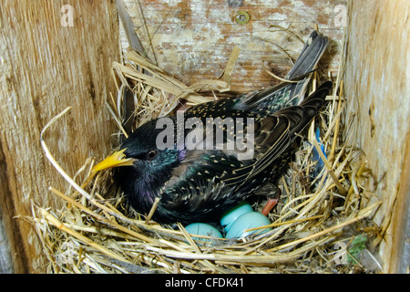 L'incubation l'étourneau sansonnet (Sturnus vulgaris), de l'Okanagan, Colombie-Britannique, Canada Britsih sud Banque D'Images