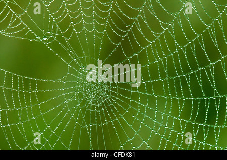 Recouvert de rosée orb spider web, de l'Okanagan, le sud de la Colombie-Britannique, Canada Banque D'Images