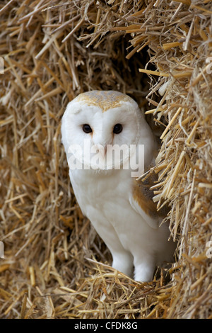 Effraie des clochers (Tyto alba), en captivité, dans des bottes de paille, Barn Owl Centre, Gloucestershire, Angleterre, Royaume-Uni, Europe Banque D'Images