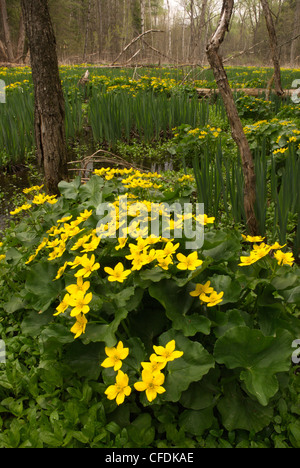 Coupe du Roi (Caltha palustris), Orillia, le comté de Simcoe, Ontario, Canada Banque D'Images