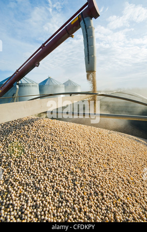 Le pois étant augered dans un camion agricole pour l'expédition, près de Ponteix, Saskatchewan, Canada Banque D'Images