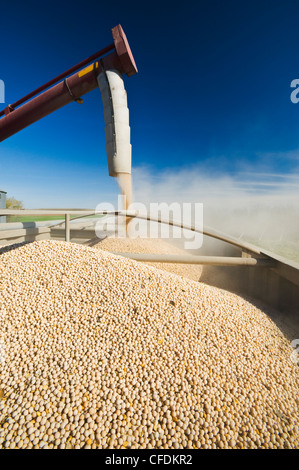 Le pois étant augered dans un camion agricole pour l'expédition, près de Ponteix, Saskatchewan, Canada Banque D'Images