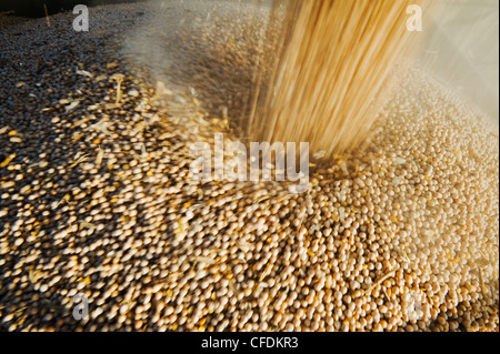 Le pois étant augered dans un camion agricole pour l'expédition, près de Ponteix, Saskatchewan, Canada Banque D'Images