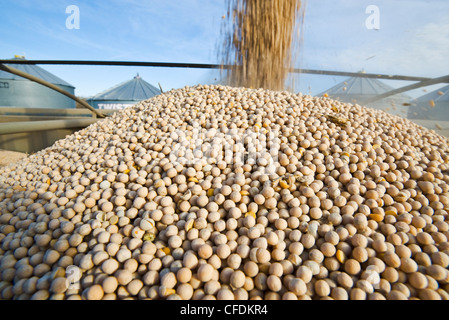 Le pois étant augered dans un camion agricole pour l'expédition, près de Ponteix, Saskatchewan, Canada Banque D'Images