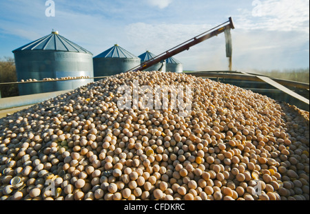 Le pois étant augered dans un camion agricole pour l'expédition, près de Ponteix, Saskatchewan, Canada Banque D'Images