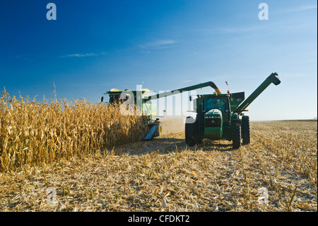 Une moissonneuse-batteuse se jette dans un wagon de grain sur le rendez-vous au cours de la récolte de maïs d'alimentation, près de Niverville, au Manitoba, Canada Banque D'Images