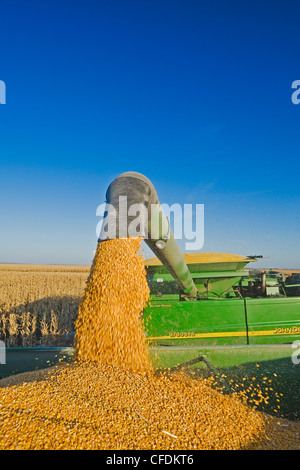 Une décharge de la moissonneuse-batteuse se nourrissent de maïs dans un wagon de grain sur le rendez-vous, près de Niverville, au Manitoba, Canada Banque D'Images