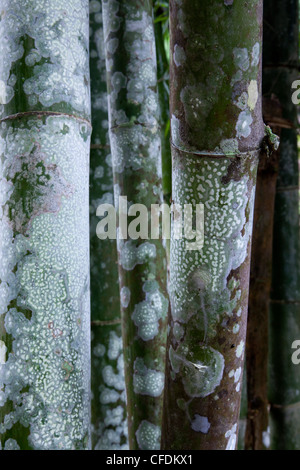 Détail de bambou au Col Hellfire, près de Kanchanaburi, Thaïlande Banque D'Images