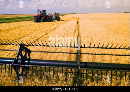 Une coupe de coupe de la moissonneuse-batteuse de blé au cours de la moisson du blé de printemps, près de Lorette, Manitoba, Canada Banque D'Images
