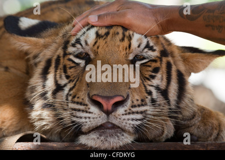 Part de monk animaux tigre de Pha That Luang Ta Bua (Temple du Tigre), près de Kanchanaburi, Thaïlande Banque D'Images