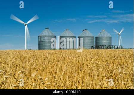 Un champ de blé de printemps avec des cellules à grains(silos) et les éoliennes, près de St., Manitoba, Canada Banque D'Images