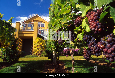 Vignoble de l'Okanagan avec des raisins sur la vigne, Vignoble Tinhorn Creek, Colombie-Britannique, Canada Banque D'Images