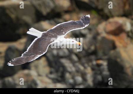 Mésangeai du Canada (Perisoreus canadensis) perché sur une branche dans l'Okanagan Valley, British Columbia, Canada. Banque D'Images