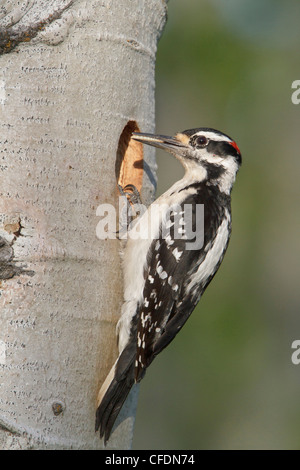 Pic chevelu (Picoides villosus) perché à sa cavité de nidification dans l'Okanagan Valley, British Columbia, Canada. Banque D'Images